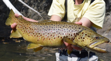 Event MadDog Chapter Trout Unlimited February 2022 Meeting