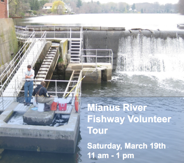 Event Mianus River Fishway - Tour & Volunteer Training