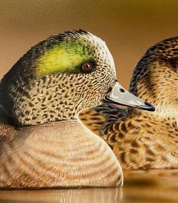Event 2022 VA Migratory Waterfowl Conservation Stamp Original Artwork Raffle