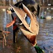 Event The Woodlands Ducks Unlimited Banquet