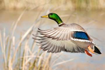 Event Sidney Ducks Unlimited Sportsman's Night Out
