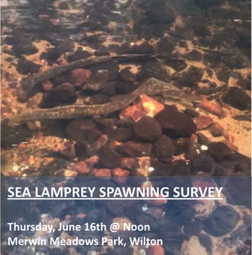 Event Norwalk River Native Sea Lamprey Redd Survey
