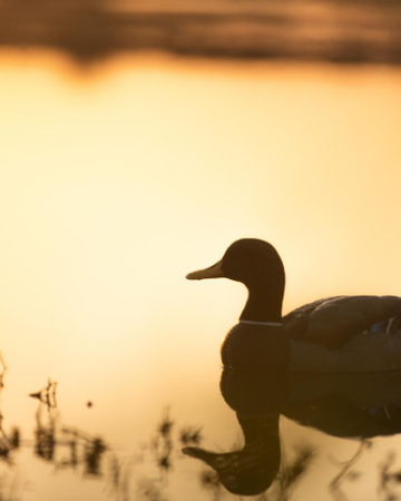 Event Renville Ducks Unlimited 2023 Banquet