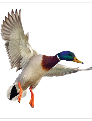 Event Southern Minnesota Greenwing Event