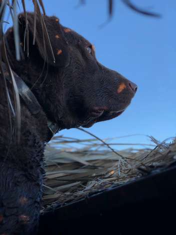 Event Lake Forest Continental Pheasant Shoot