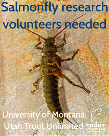 Event Salmonfly research project volunteers