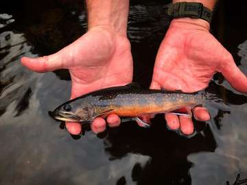 Event GBTU Chapter Meeting: Trout Power - Mar 27 ZOOM 630PM - 800PM
