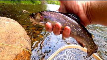 Event BIG TROUT, DRONE SHOTS AND THE VERMONT WOODS