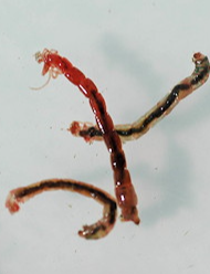 Event Introduction to Fly Tying, Bloodworms 