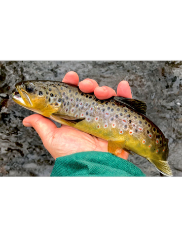 Event The Mill River as a Wild Trout Fishery