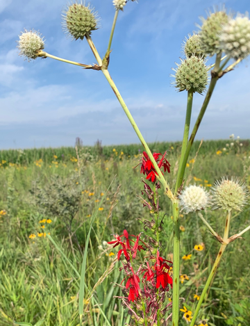 Event Native Plant ID - Come See What's in CRP!