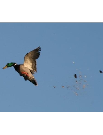 Event Cowley County Ducks Unlimited Banquet