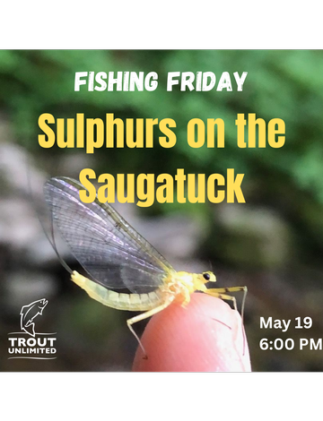 Event Fishing Friday: Sulphurs on the Saugatuck