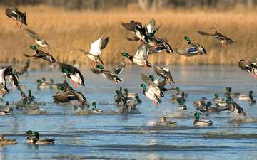 Event Madison County Sportsman's Banquet