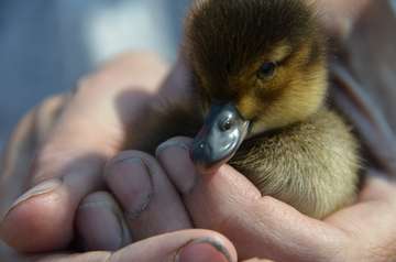 Helena Ducks Unlimited Greenwing Event: Sun, Sep 10, 2023