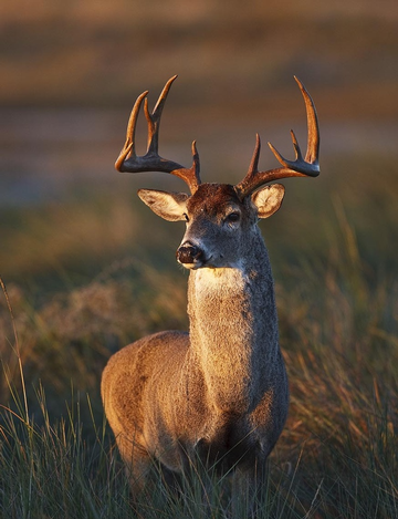 Event West Texas DU Gear Up for Hunting Giveaway