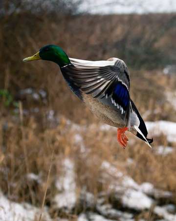 Event Kaukauna  Fall Ducks Unlimited Banquet