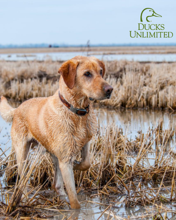 Event Twin Marsh Flyway Dinner (Waverly, IA)