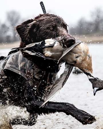 Event Ducks Unlimited/SEWE Raffle