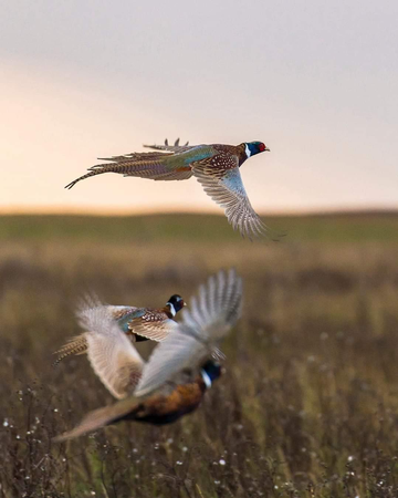 Event Kent County DU Upland Hunt