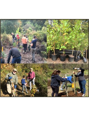 Event Tree Planting Gathering - Pootatuck River