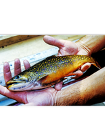 Events - Trout Unlimited