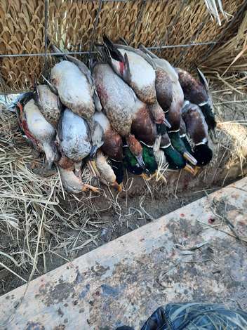 Event Buffalo Ducks Unlimited Banquet