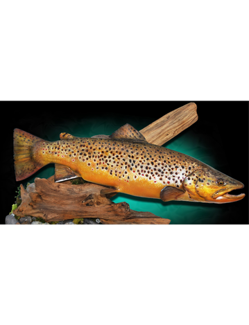 Event  Preserve Your Trophy Fish to Create a Lifelike Display