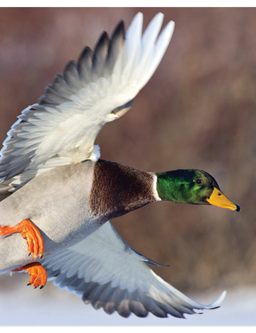 Event Big River Ducks Unlimited Banquet (Clearwater)