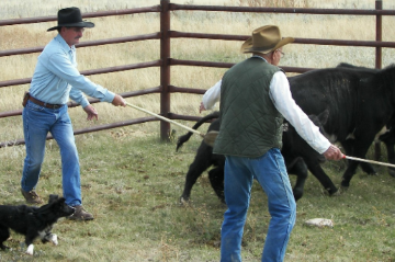 Event Livestock Handling with Temple Grandin