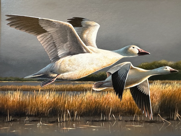 Event Virginia Migratory Waterfowl Stamp Artwork Raffle