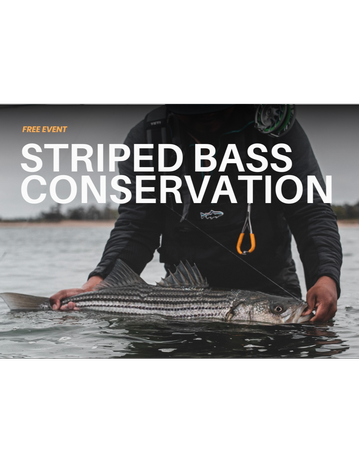 Event Striped Bass Conservation and Spring Fly Fishing Tactics 