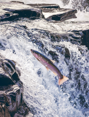 Event NEK Trout Unlimited Steelhead Encounters at Willoughby Falls