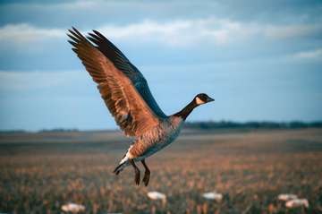 Event Sturgis Ducks Unlimited Banquet