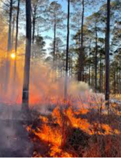 Event CANCELED: Learn & Burn: Prescribed Fire Workshop at Gaskins Forest Education Center