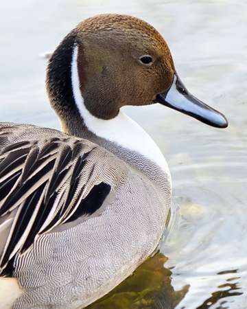 Event 2025 South Brevard Ducks Unlimited Dinner