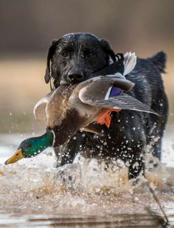 Event Virginia Ducks Unlimited Gun Bash at the Green Top Expo
