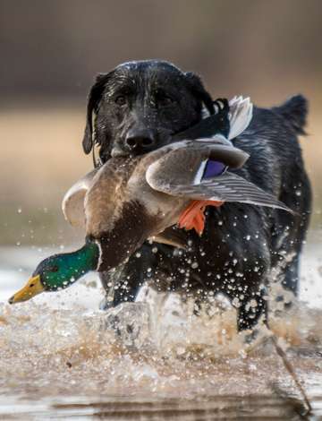 Event Split Rock (Brandon) Ducks Unlimited Dinner